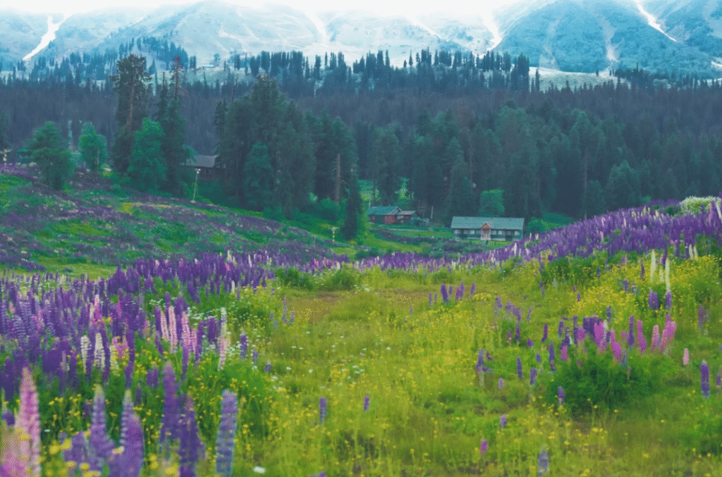 Gulmarg in summer
