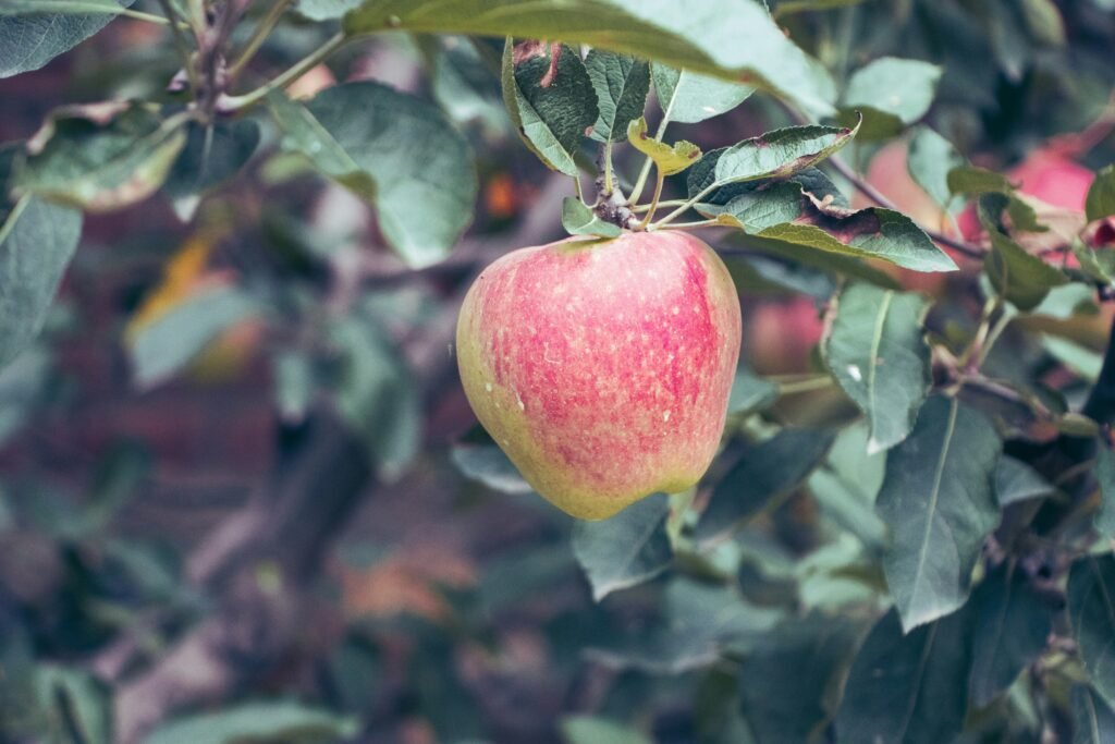 Apple in Apple garden